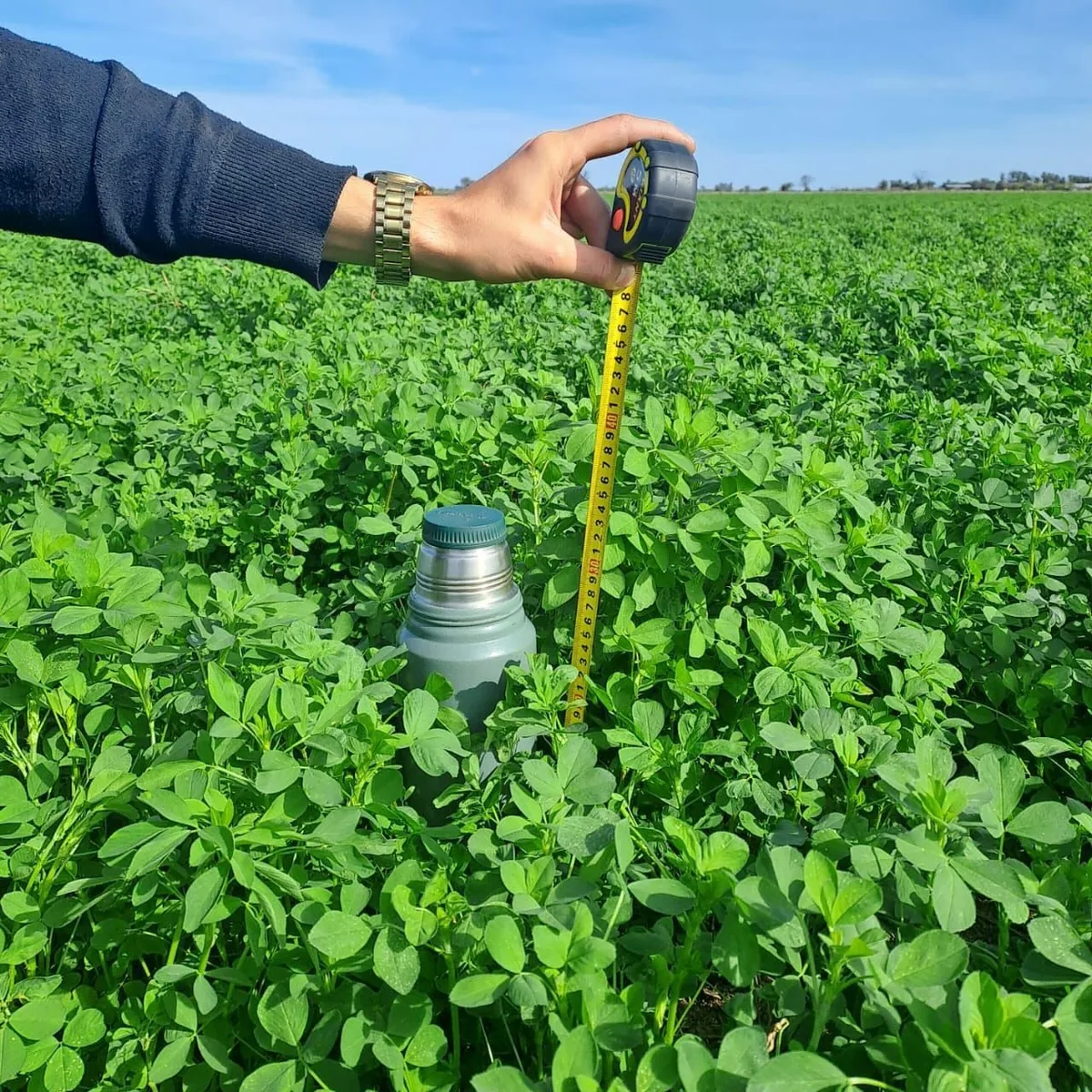 Lote de alfalfa de Cerealf con un termo y una cinta métrica midiendo la altura de la planta