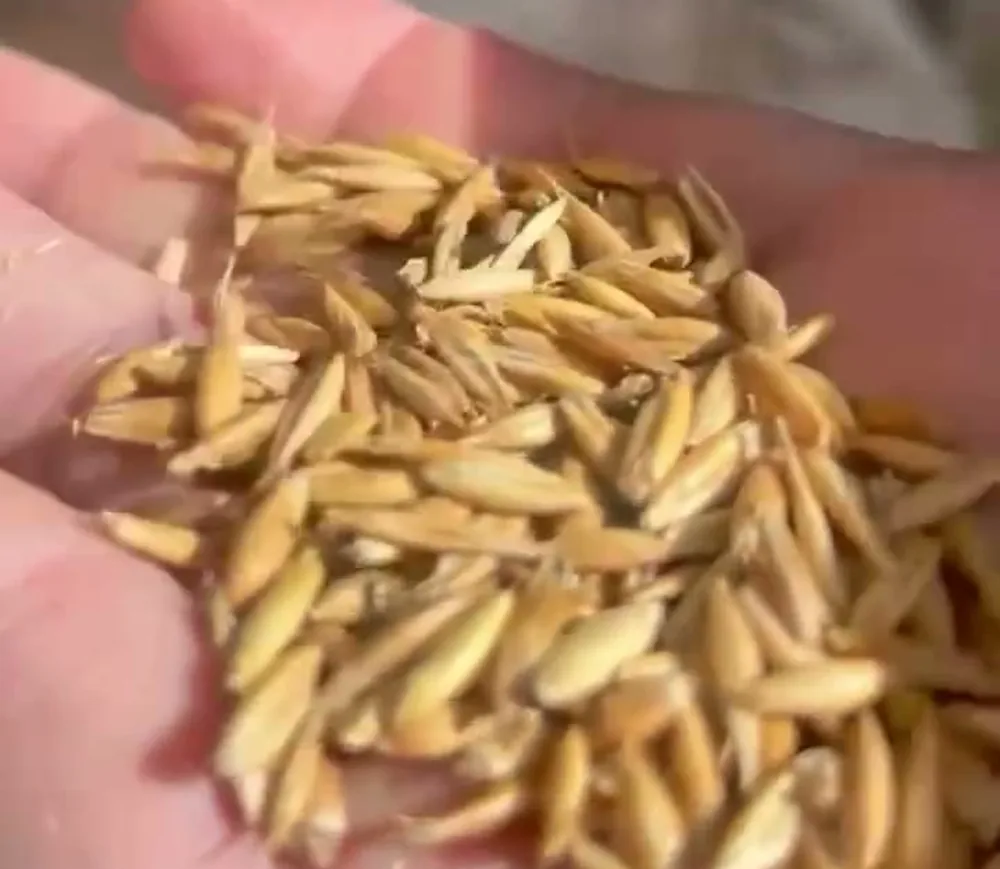 Granos de avena en la palma de una mano