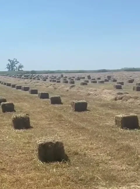Fardos de pastura en un lote recién enfardado