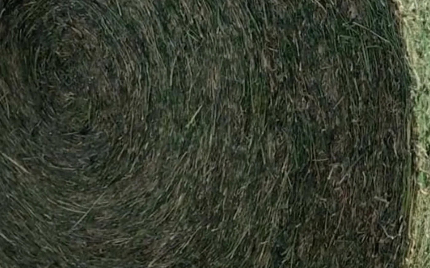 Rollo de alfalfa recién armado, verde y compacto