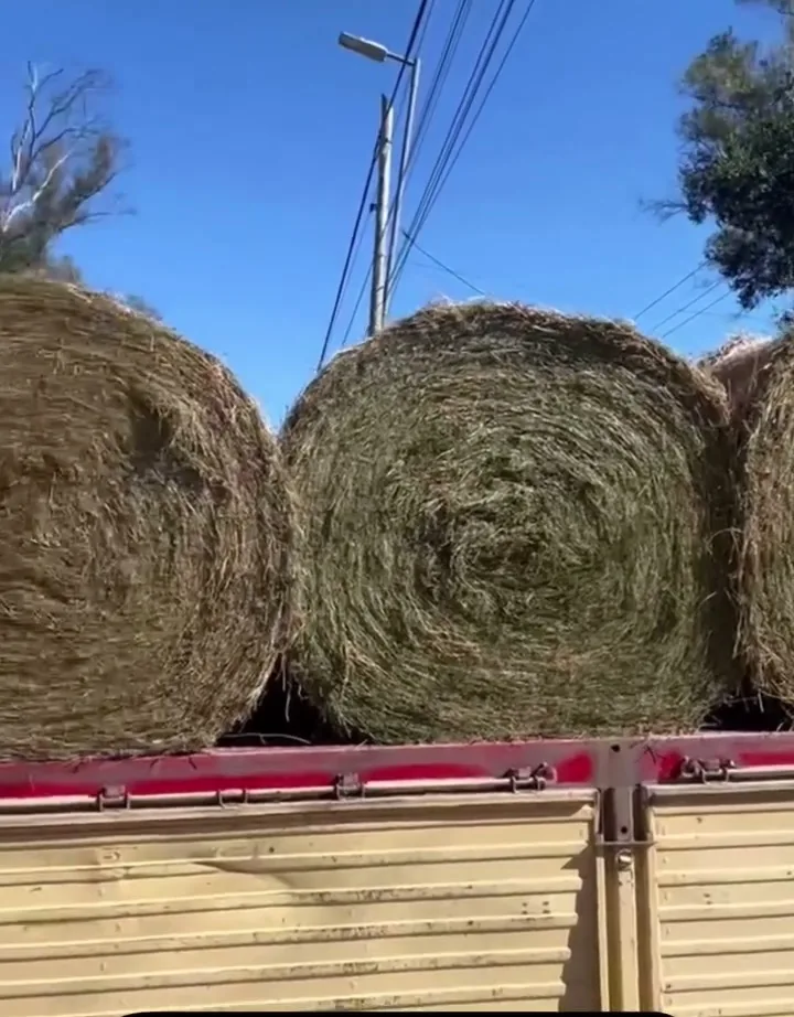 Rollos de alfalfa cargados en un camión de Cerealf bajo el cielo de Luján